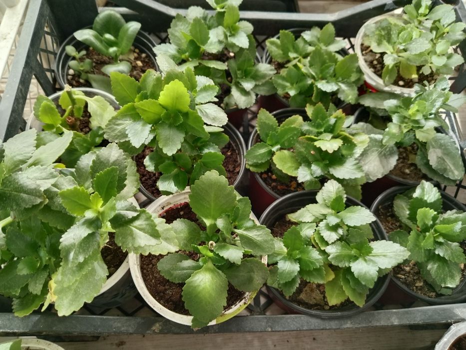 Каланхое гүлдері