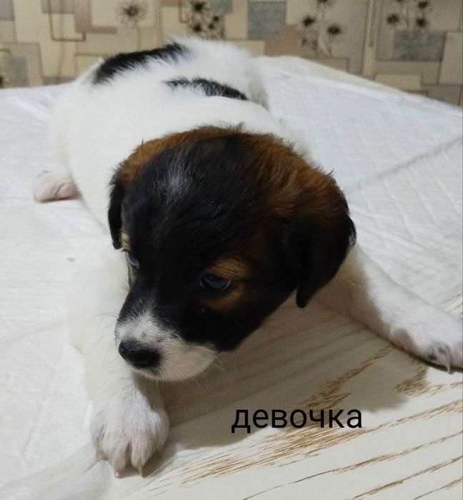 Щеночки ищут заботливые руки