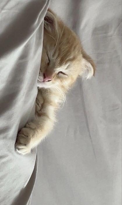 Шотладский вислоухий котенек симба