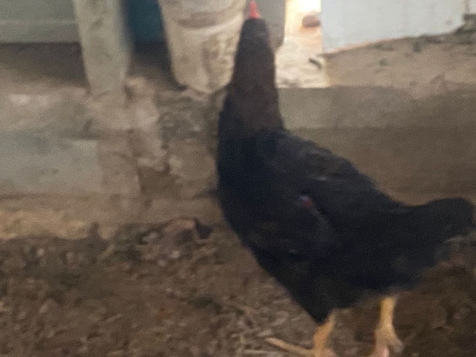 Продам курей, петухов и птенчиков