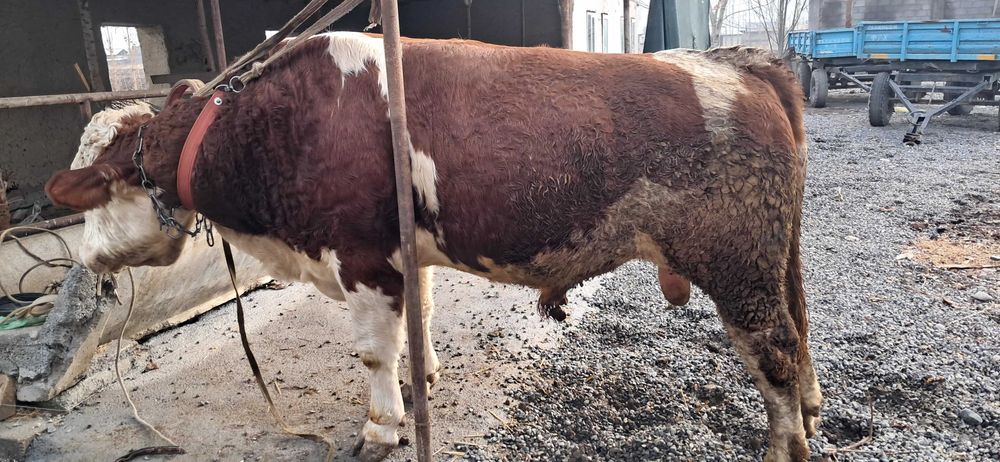 Шу суратдаги бука