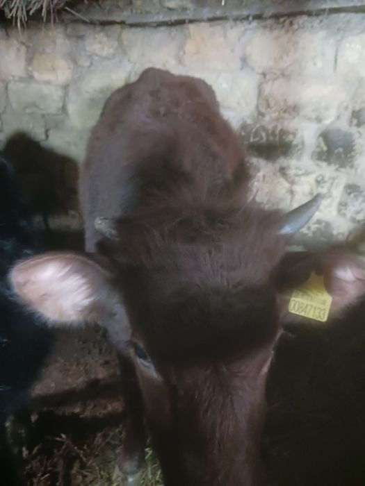 Продам тёлка стельная