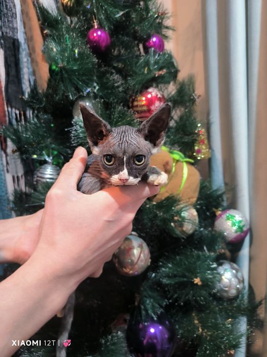 Продается котёнок мальчик "Бетман" сфинкс 1,5 месяца