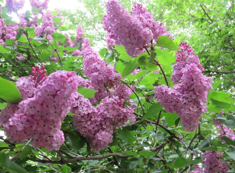 Arbuști de liliac (Syringa Vulgaris)