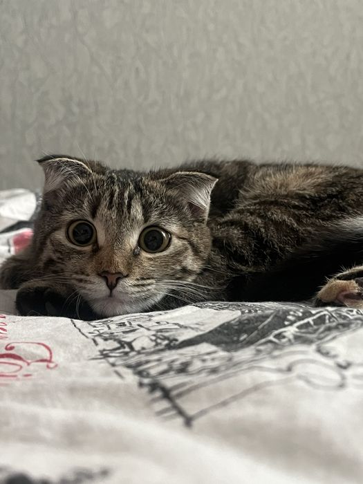 вислоухий котенок