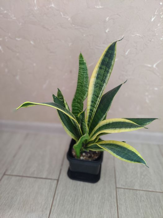Сансевиерия Варигатная