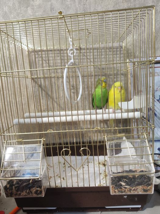 Продам попугаев с клеткой