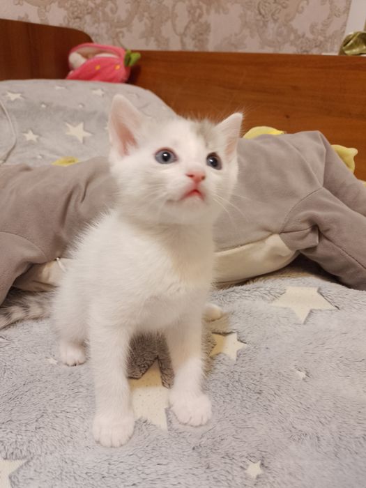 Отдам котят в хорошие руки