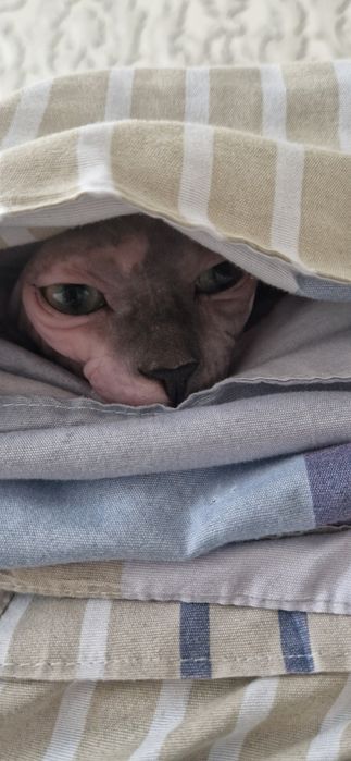 Кот сфинкс стерилизованный