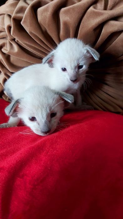 ОРИЕНТАЛЫ- котята, - орики