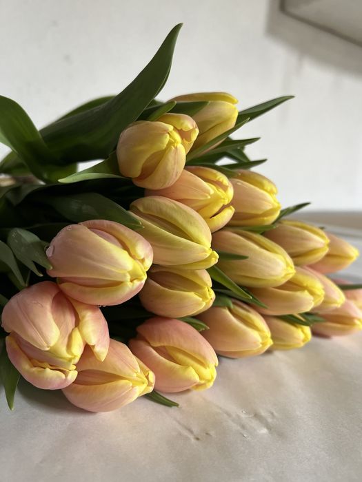 Тюльпаны Алматы элит