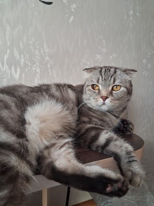 Кот шотландец, 5 лет. В любящие руки.