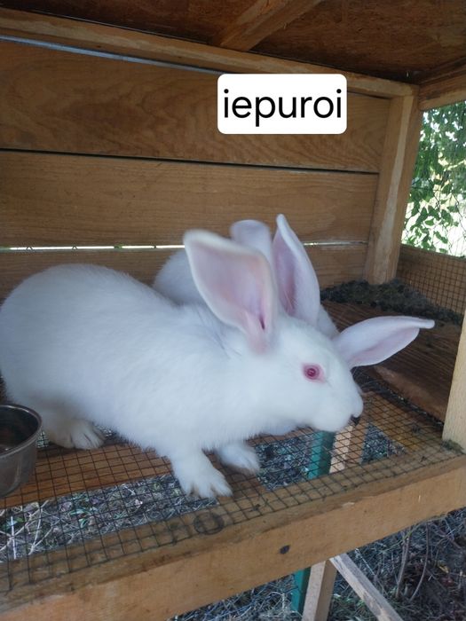 Iepuroi de rasa de carne