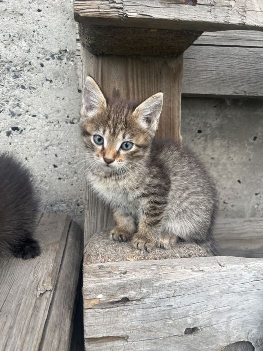 отдам котят, в хорошие добрые руки, им 1 месяц