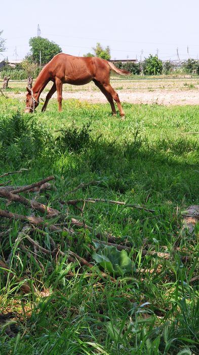 Пойгачи от зотидан
