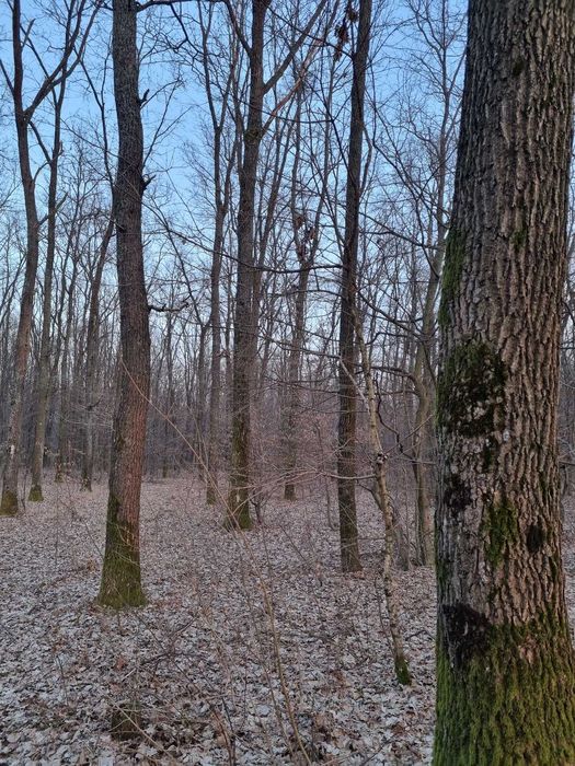 Teren cu padure Noroieni