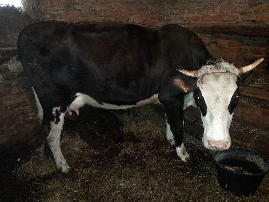 Vând vaca la prima fătare