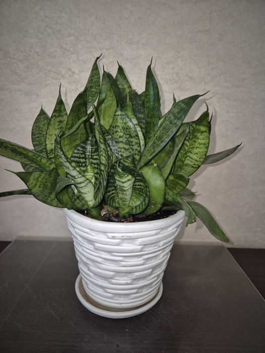 Комнатные цветы Сансевьера