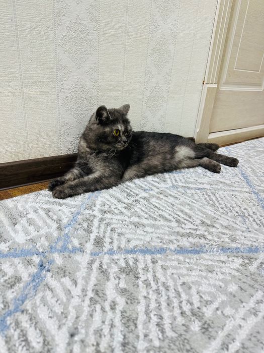 Шотландская страйт кошка 1,5 года цвет: дымчатый