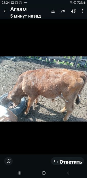 Продам корову в месте телёнкам