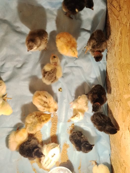 Продам цыплят из под квочки