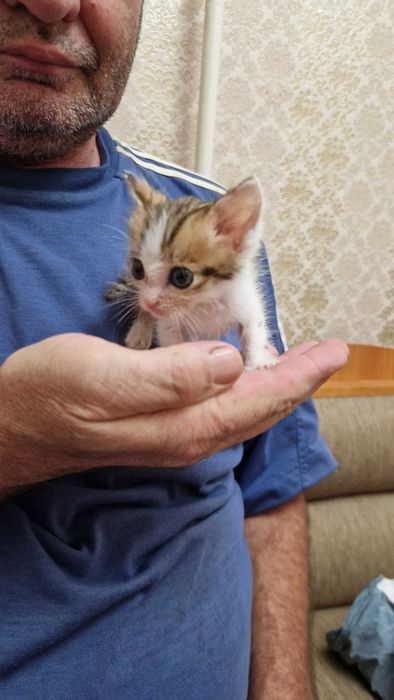Отдам в добрые руки котят