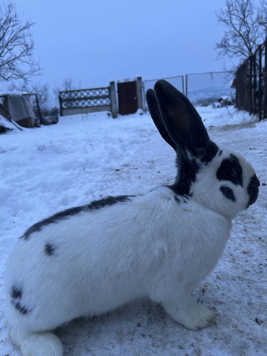 Mascul fluture german