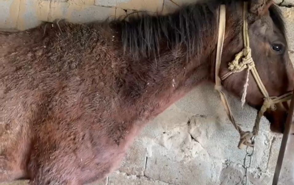 Продам лошадь (кобыла)