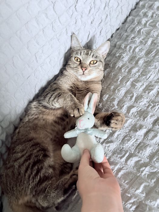 Домашняя кошечка бесплатно