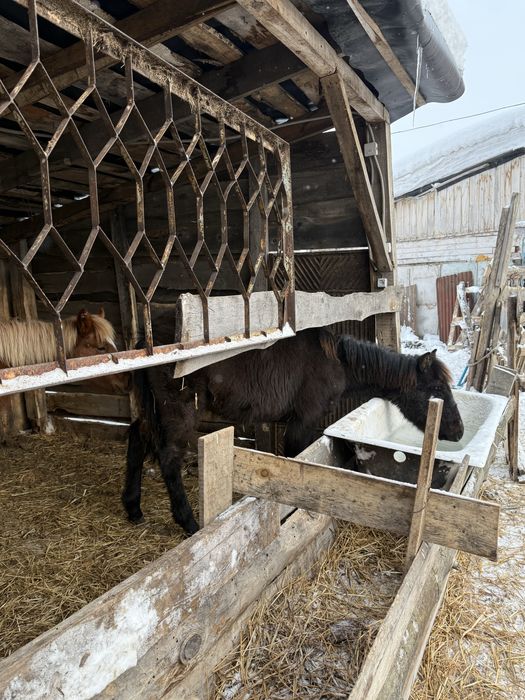 Продам жеребят кобылешки крупные