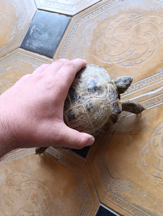 Предаётся черепаха
