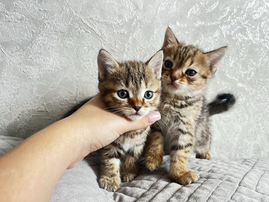 Продам 2 котят мальчик и девочка