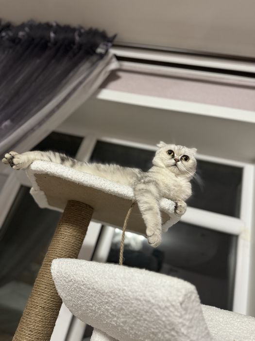 Ищем кота,красивого!Тараз