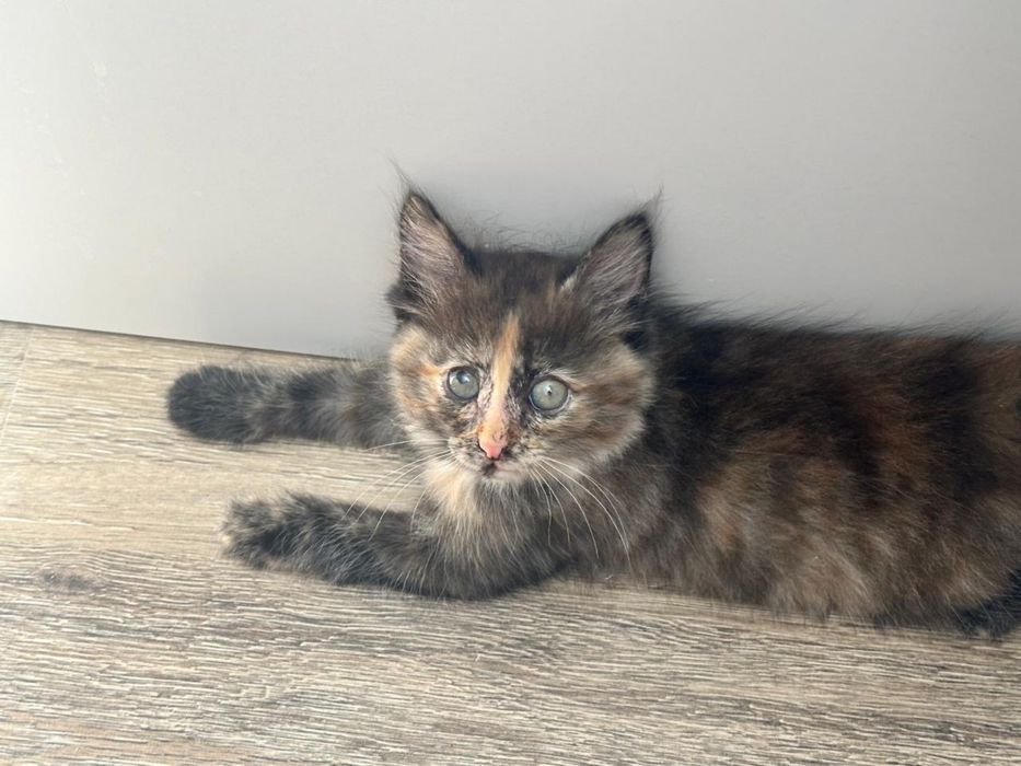 Отдам котенка в добрые руки