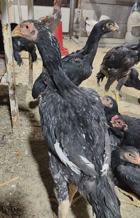 00 тали дакан жужа макёнлар оптом ва донага сотилади тухумда