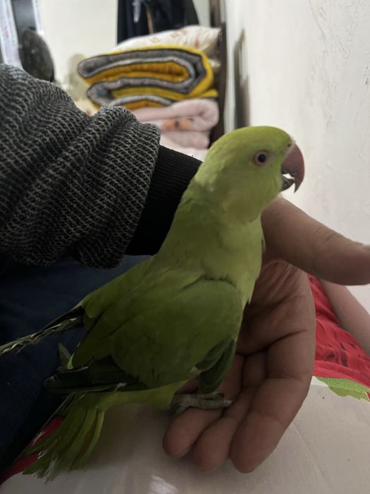 Срочно продам ожирелье ручной