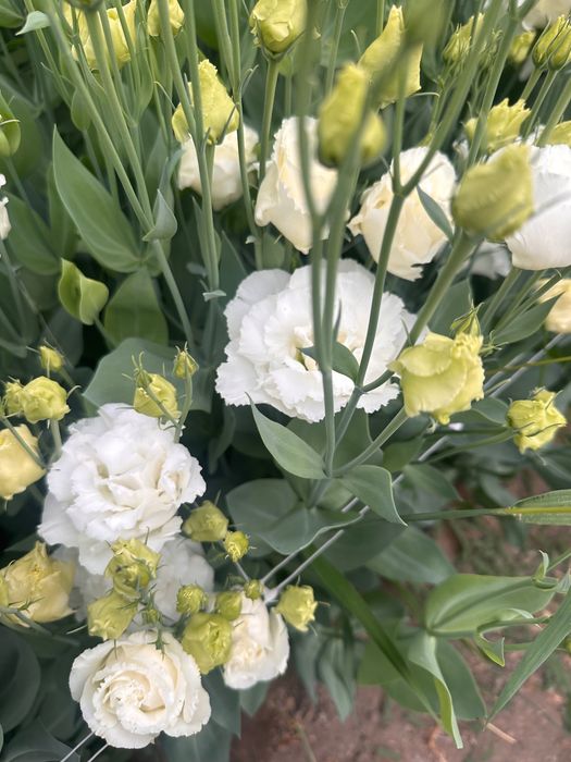 Lisianthus flori tăiate de vânzare