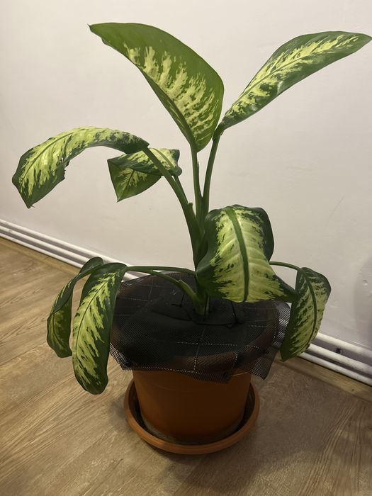 Vand planta de interior