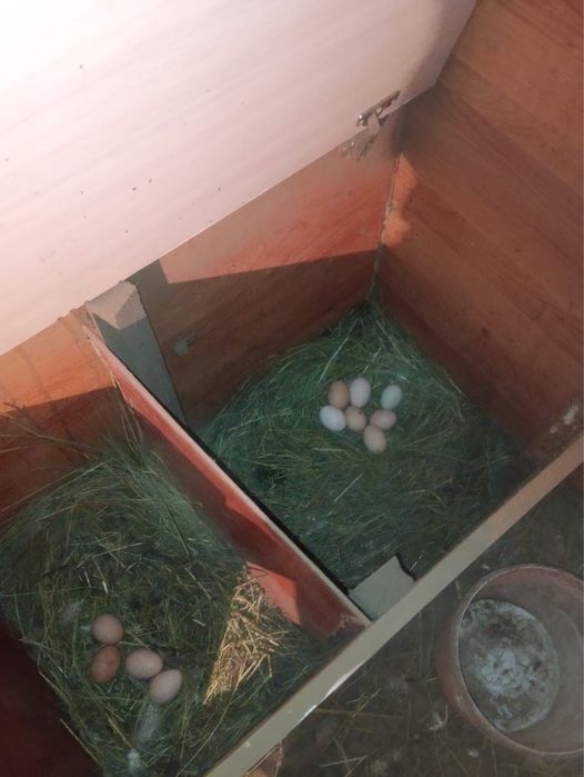 Яйца адлерские срочно