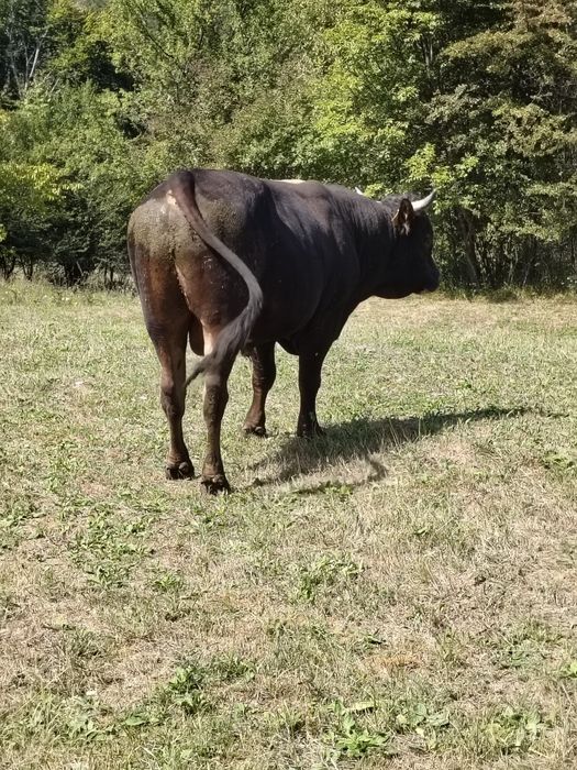 Taur  de vânzare