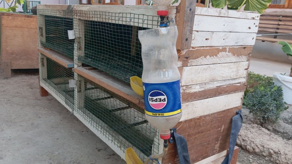 Qafas, in, katak