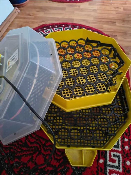 Incubator Cleo 5ETGPHC