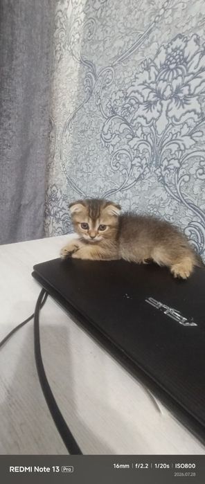 продается котята