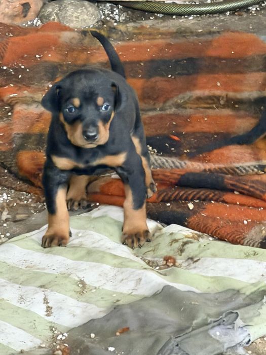 Чистокръвен доберман на 3 месеца доберман ваксина и паспорт