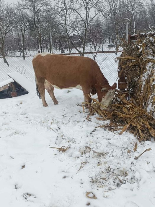 De vânzare vacă cu lapte