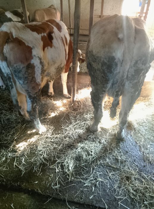 Bovine de vânzare