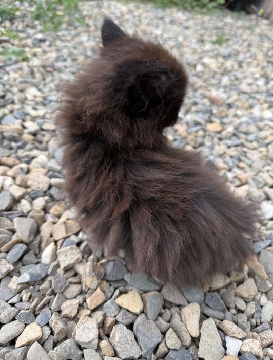 отдам котенка в добрые руки