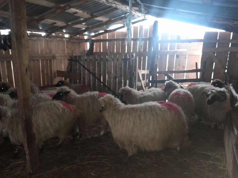 Disponibile 21 de oi