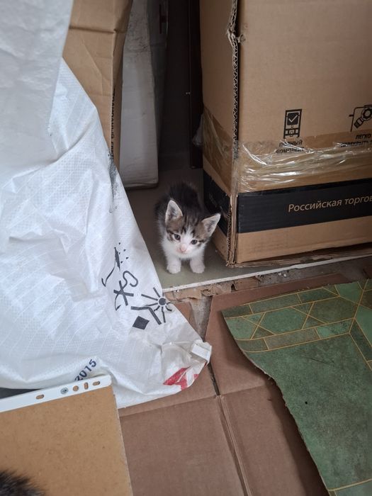 Котята, котята, марғау
