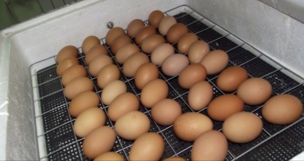 Инкубационное яйцо домашних помесных